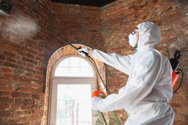 Best Black Mold Removal  in Barnsdall, OK